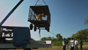 A lion rescued by a circus by animal rights campaigners from ADI. Peru.
