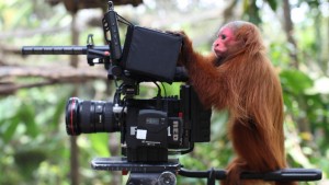 The monkeys take over. Iquitos, Peru. Photo credit: Yoho Media.