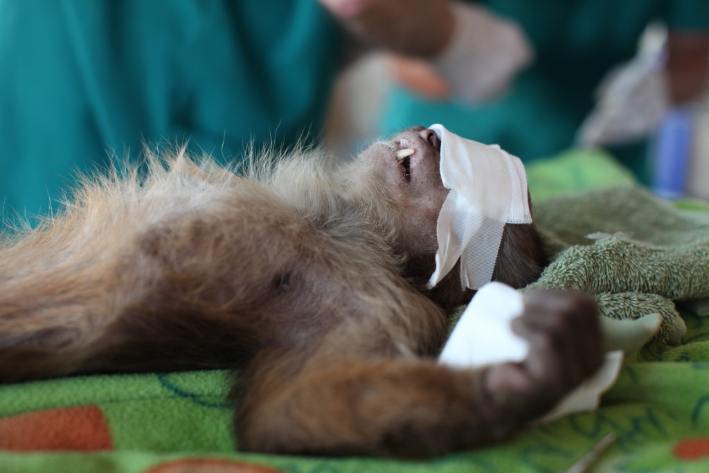 A monkey ready for the dentist at an ADI rescue centre in Lima, Peru.