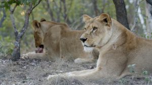 Rescued and relocated lions recovering in South Africa, after a tough life in the Peruvian Circus.