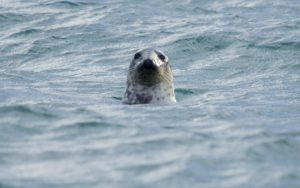 A seal off the beach of The Great Blasket Island, South West Ireland
