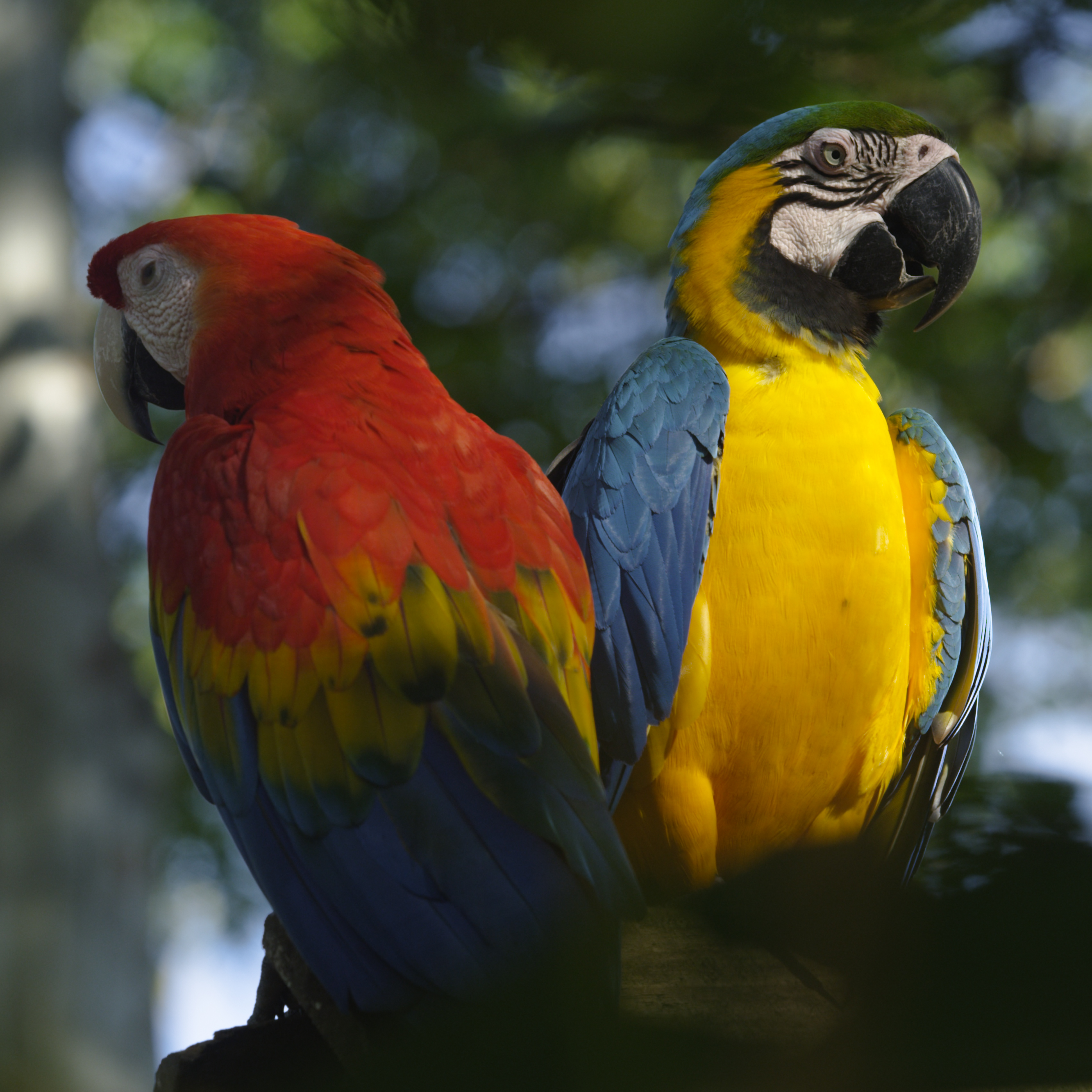A pair of Macaws in the Amazon rainforest. Iquitos, Peru.