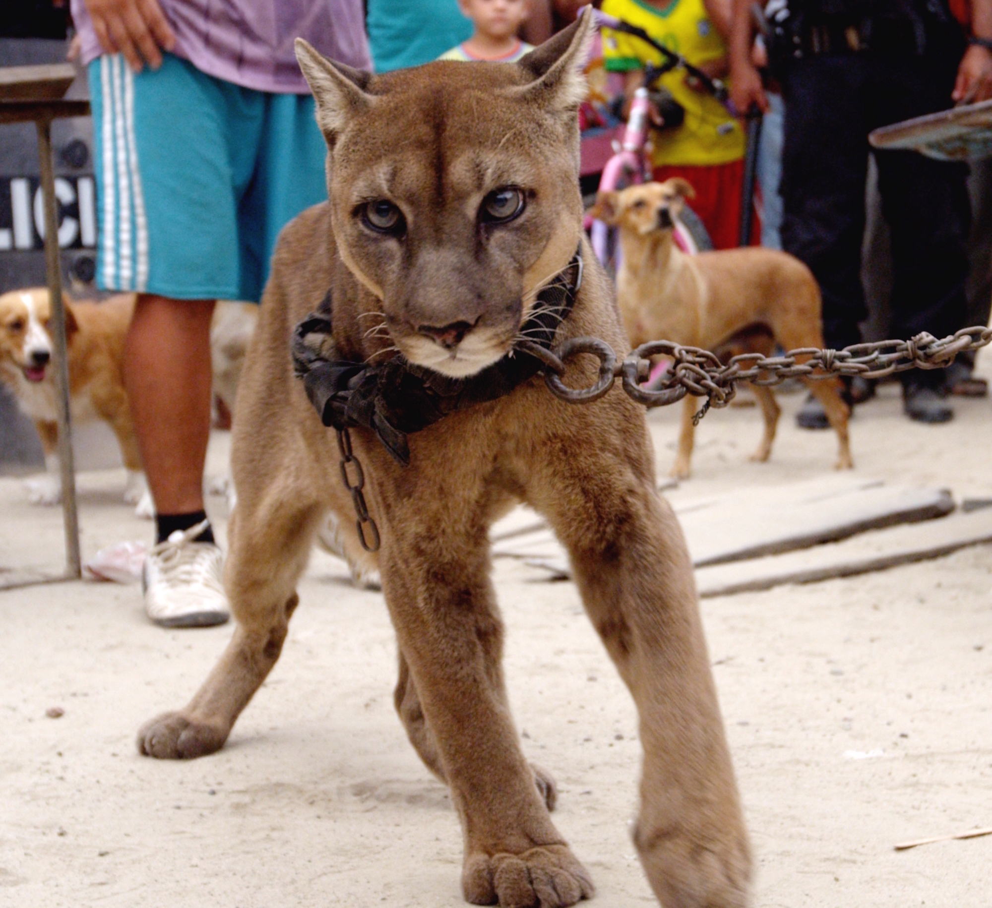 Mustafa in chains, shortly before he was released into the care of Animal Defenders International.