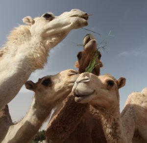 Kuwaiti camels.