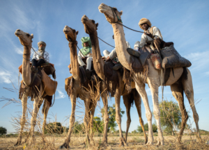 Young nomads on camelback. South Darfur, Sudan.