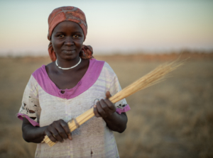 Zaghawa farmer harvesting sorgum. South Darfur, Sudan.