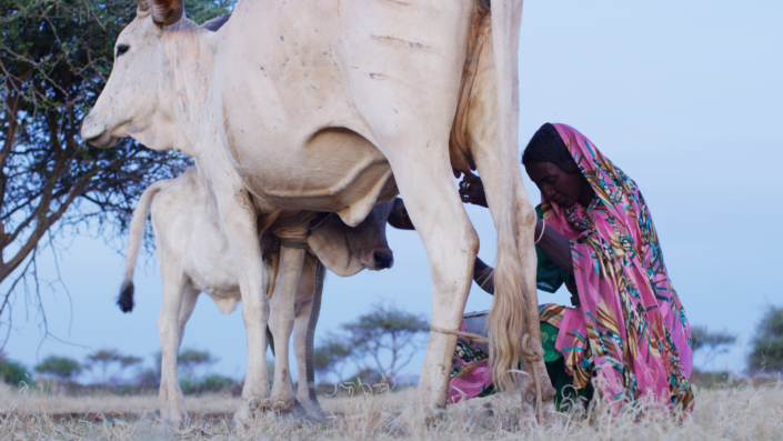 A Rezeigat nomad milking the family cow. South Darfur, Sudan.