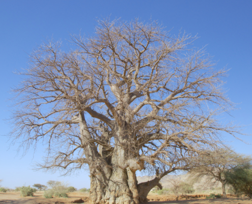 Boabab Tree, Kordofan, Sudan